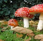 پیشگیری از مسمومیت با قارچ‌های خودرو و سمی